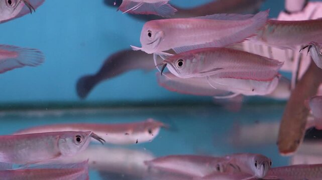 School of Juvenile Super Red Arowana Fish Swimming in an Aquarium