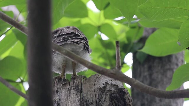 Spotted Owlet Perched on a Tree Branch Behind Green Leaves