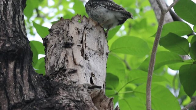 Spotted Owlet Spreading Wings at Tree Nest