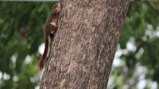 Finlayson's Squirrels Climbing on Tree Trunk at a Park