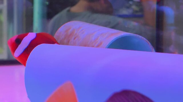 Maroon Clownfish (Premnas biaculeatus) Swimming inside a Glass Aquarium Tank next to a Blue Plastic Pipe