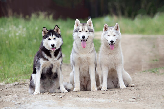 Three Siberian husky sled dogs sitting on forest path