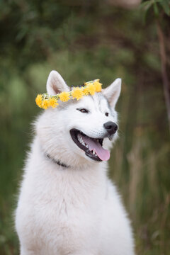 Happy husky portrait outdoors wearing a dandelion crown