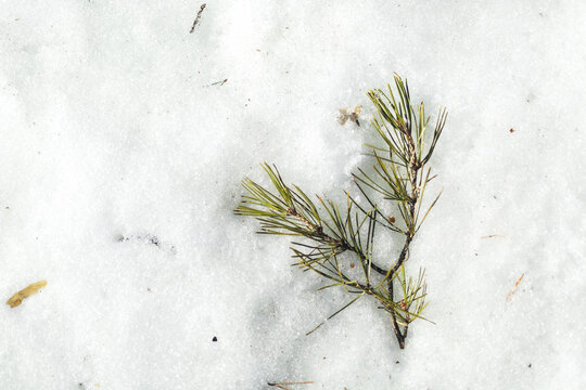 Early spring branch on melting snow in park