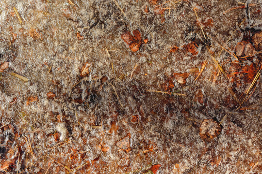 Close-up of frozen leaves on forest ground in early spring