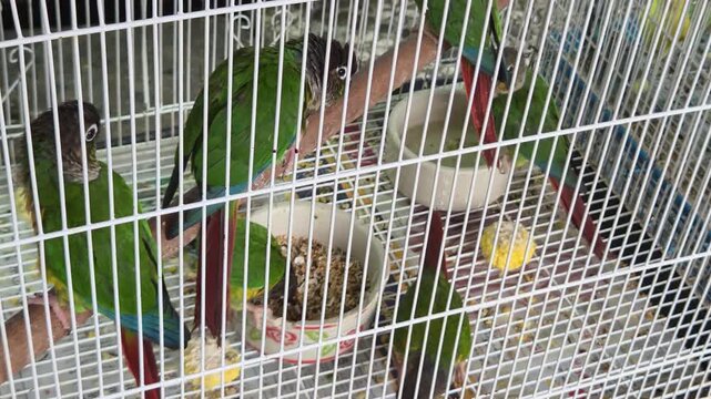 Green Conure Parrots Feeding in a Cage