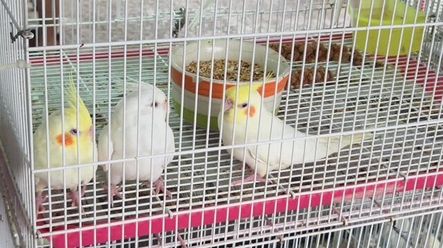 Cockatiels Sitting inside a Wire Cage with Bird Seed Bowls