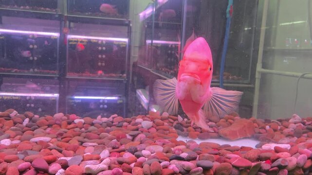 Red Devil Cichlid Fish Swimming inside a Glass Aquarium Tank over Red Pebble Bedding