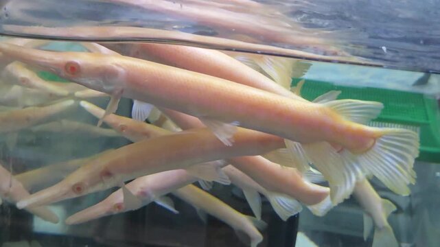 Close-Up Footage of Numerous Long, Pale Albino Alligator Gar (Atractosteus spatula) Swimming in an Aquarium