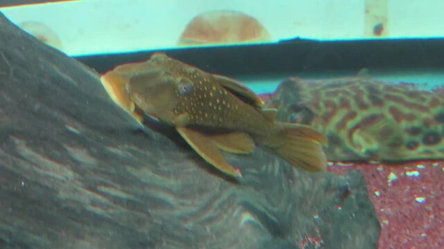 Close-Up Footage of a Green Phantom Pleco (Baryancistrus demantoides) Fish Resting on a Piece of Wood in an Aquarium