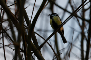 Great Tit On A Branch Low Light - _S5A4015 © Hizglebe