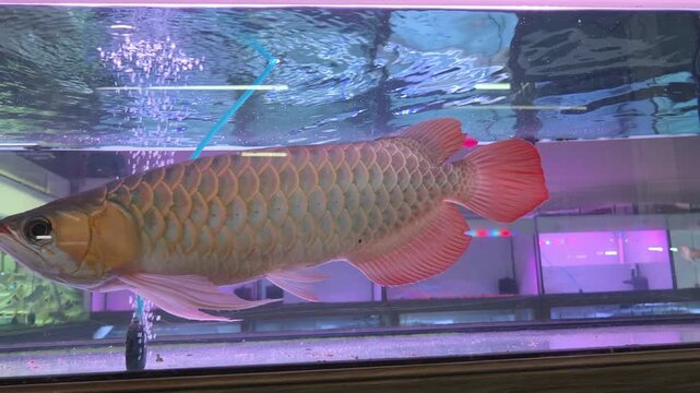 Close-Up Footage of an Super Red F5 Asian Arowana Fish Swimming Inside an Aquarium