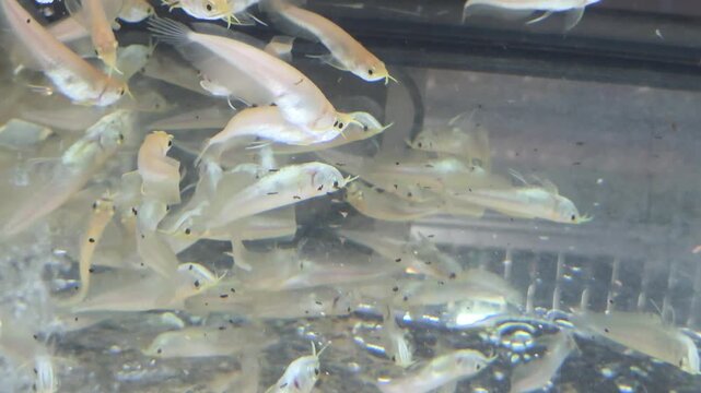School of Juvenile Arowana Fish Swimming in an Aquarium