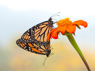 Macro of a pair of monarch butterflies (Danaus plexippus) mating, while the male butterfly feeds on the nectar of a milkweed flower (asclepias tuberosa). © Corry Anne