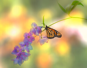 A monarch butterfly / danaus plexippus feeding on a delphinium flower on a vibrant colorful bokeh background - side view © Corry Anne