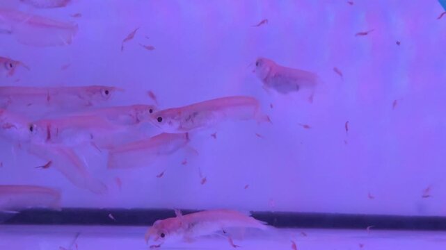 Group of Juvenile Red Arowana Fish Swimming and Feeding on Water Fleas in Aquarium