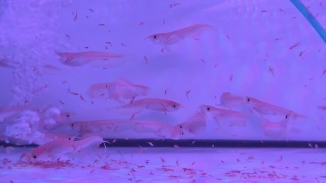 Baby Red Arowana Fish Swimming and Feeding on Water Fleas in Aquarium