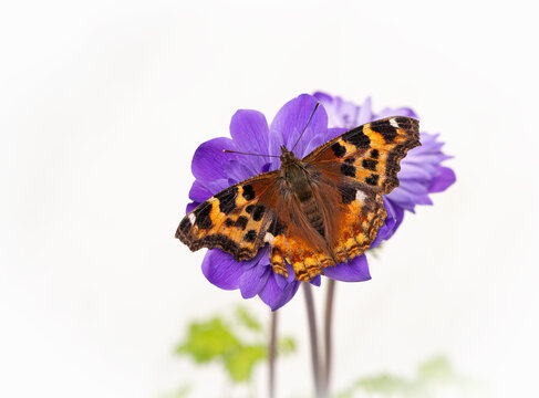 Macro of a tortoiseshell butterfly resting on a purple anemone flower, on a white floral background