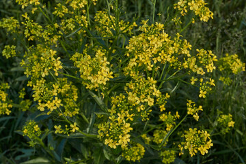 Obraz premium Barbarea vulgaris (lat. Barbarea vulgaris) is blooming in the meadow. Inflorescence Barbarea vulgaris.