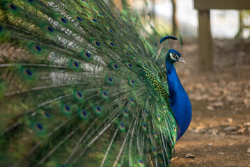 Fototapeta premium Perfil de pavo real 