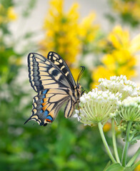 Macro of an Oregon Swallowtail (papilio bairdii oregonius) butterfly resting on a white milkweed (asclepias incarnata) flower. Side view on a background of yellow and white garden flowers.  © Corry Anne