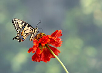 Macro of an Oregon Swallowtail (papilio bairdii oregonius) butterfly feeding on a red flower - side view - on a mottled green background. © Corry Anne