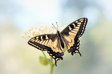 Macro of an Oregon Swallowtail (papilio bairdii oregonius) butterfly feeding on white milkweed (asclepia incarnata) flowers.  © Corry Anne