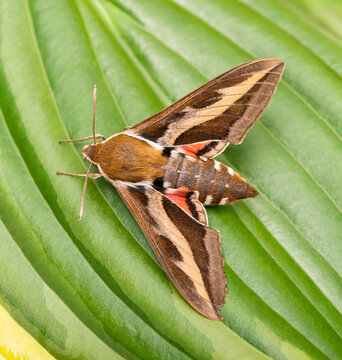 Macro of a bedstraw hawkmoth (hyles gallii / galium sphinx). Top view on a black background.