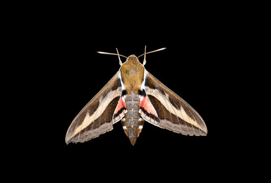 Macro of a bedstraw hawk-moth (hyles gallii). Top view with wings spread, on a black background.