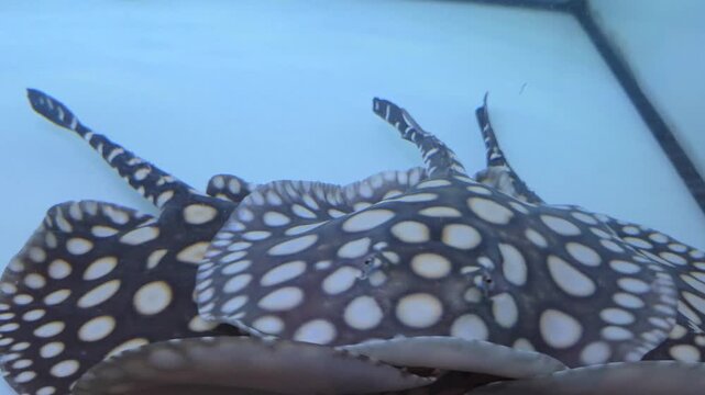 Close-Up of Multiple Black Diamond Stingrays Swimming in an Aquarium