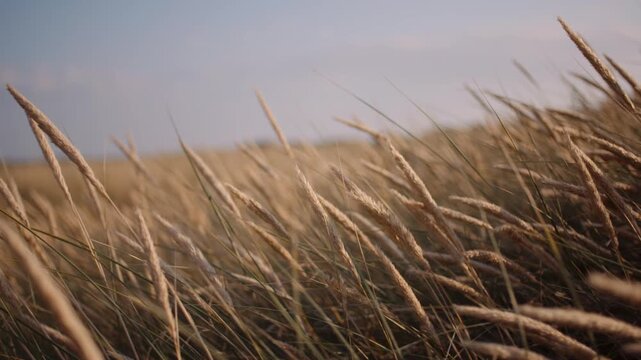 Dry grass and reeds swaying in a windy rural field