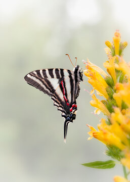 Macro of a zebra / kite swallowtail butterfly (eurytides marcellus) resting on a yellow salvia flower - side view with wings closed