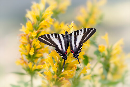 Macro of a zebra swallowtail (Eurytides marcellus) resting on a yellow salvia flowers. Top view with wings spread open. 