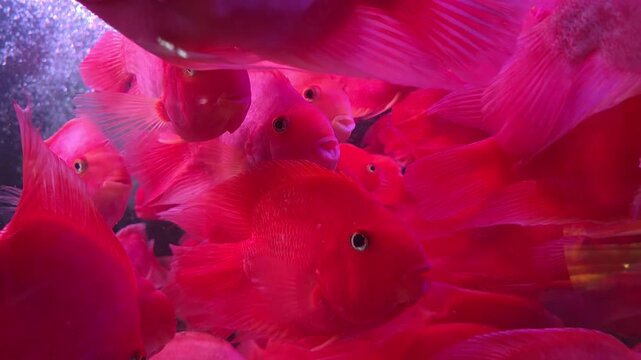 Close-up of Vibrant Pink Parrot Cichlid Fish Swimming in an Aquarium