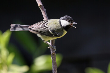 Great Tit On A Branch - IMG_5080 © Hizglebe