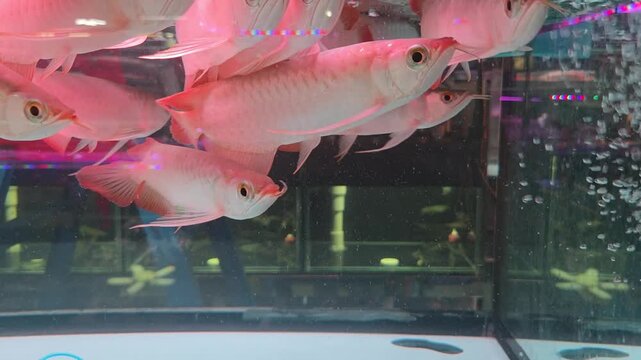 Close-Up Footage of Multiple Red Arowana Fish Swimming in an Aerated Aquarium