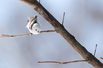 long tailed tit in winter © makieni