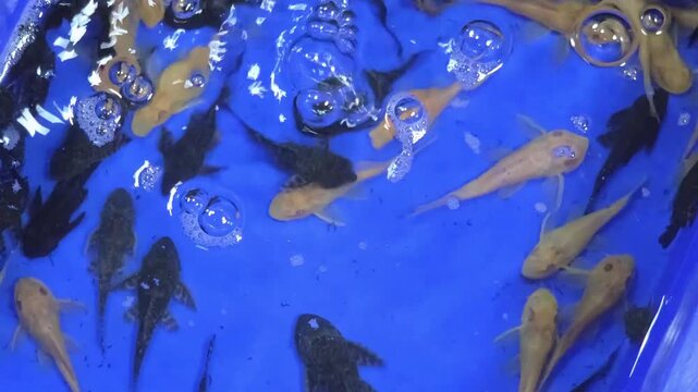 Assorted Plecostomus Catfish Swimming in a Blue Tank
