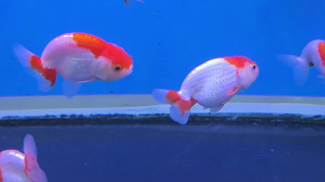 Ranchu Goldfish Swimming inside a Glass Aquarium Tank with a Blue Background