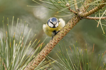 Blue Tit On Pine Branch - _S5A8044 © Hizglebe