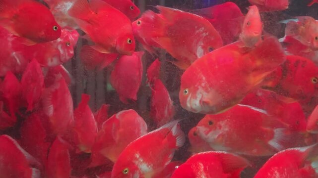 Red Parrot Cichlids Swimming in an Aquarium