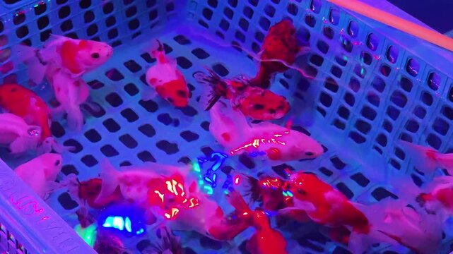 Group of Red and White Tamasaba Goldfish in a Blue Basket