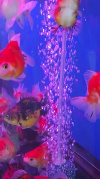 Vertical View of Calico Goldfish Swimming with Bubbles in an Aquarium