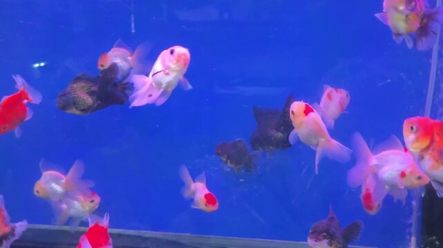 Various Colorful Fancy Goldfish Swimming in a Blue Tank
