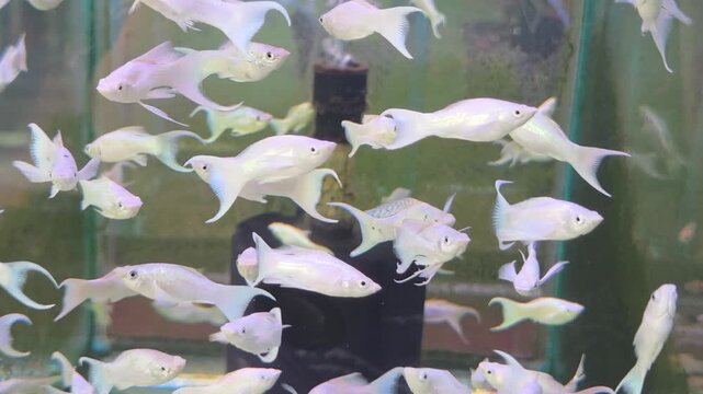 School of Platinum Lyretail Mollies Swimming in an Aquarium
