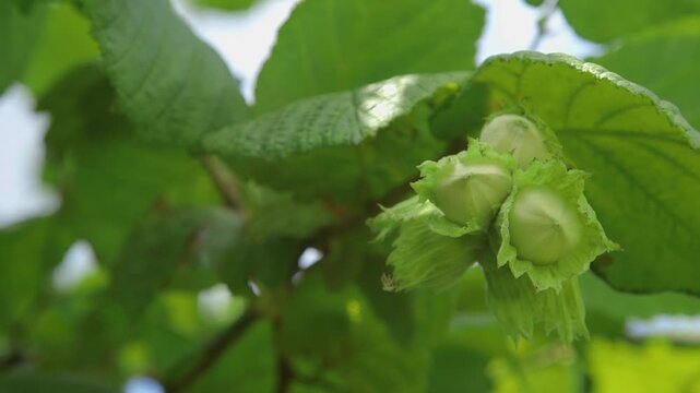 Green hazelnut branch with leaves and catkins