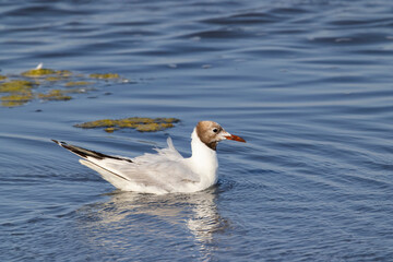 Fototapeta premium Black headed gull swimming in blue water, Camargue, France
