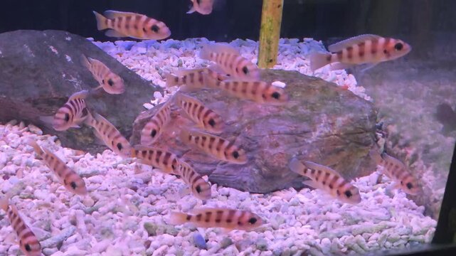 School of Striped  Frontosa Cichlids Swimming in a Gravel-Bottom Aquarium