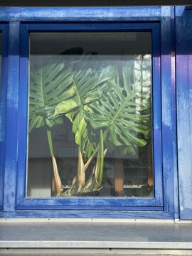 Window with a plant in it