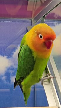 Close-up of a colorful Fischer's lovebird looking at the camera
